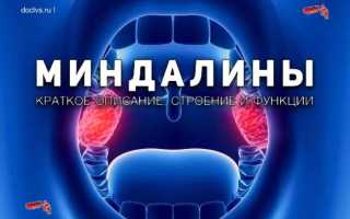 Физиологическое строение гланд и признаки отклонения от нормы