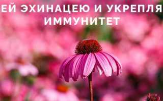 Эхинацея для поднятия иммунитета