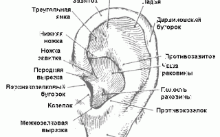 Козелок уха: что это такое и где находится