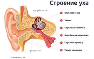 Отит (воспаление уха): симптомы и лечение у взрослых и детей