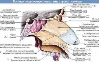 Какое строение носа человека внутри
