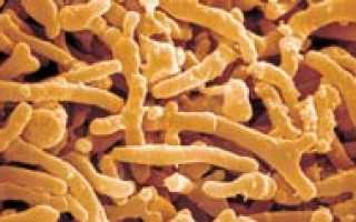 Bifidobacterium (бифидобактерии, род бактерий)